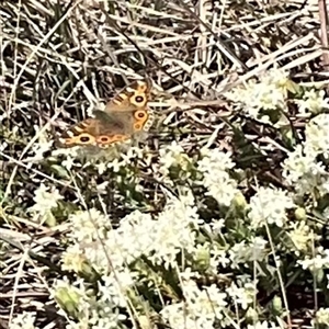 Junonia villida at Yarralumla, ACT - 28 Sep 2024 02:04 PM