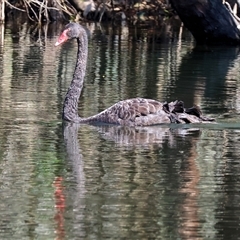 Cygnus atratus (Black Swan) at Splitters Creek, NSW - 26 Sep 2024 by KylieWaldon