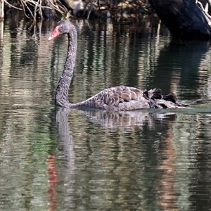 Cygnus atratus at Splitters Creek, NSW - 27 Sep 2024 09:48 AM