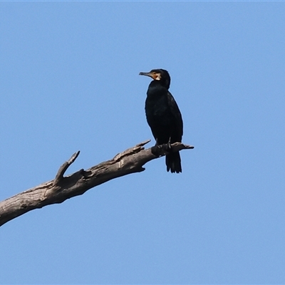 Phalacrocorax carbo (Great Cormorant) at Splitters Creek, NSW - 26 Sep 2024 by KylieWaldon