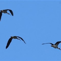 Threskiornis spinicollis (Straw-necked Ibis) at Splitters Creek, NSW - 26 Sep 2024 by KylieWaldon