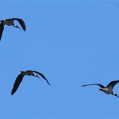 Threskiornis spinicollis (Straw-necked Ibis) at Splitters Creek, NSW - 26 Sep 2024 by KylieWaldon