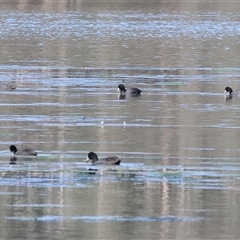 Fulica atra (Eurasian Coot) at Splitters Creek, NSW - 26 Sep 2024 by KylieWaldon