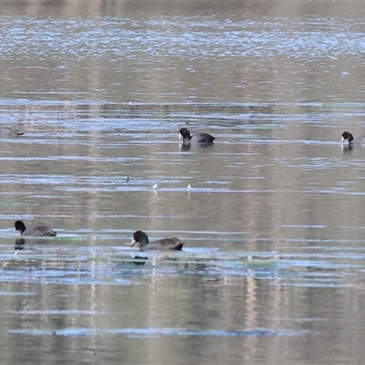 Fulica atra (Eurasian Coot) at Splitters Creek, NSW - 27 Sep 2024 by KylieWaldon