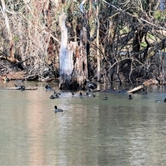 Fulica atra at Splitters Creek, NSW - 27 Sep 2024 09:52 AM