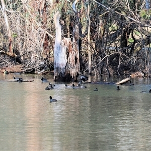 Fulica atra at Splitters Creek, NSW - 27 Sep 2024 09:52 AM