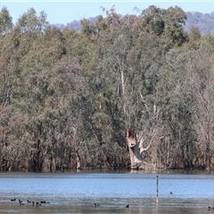 Fulica atra at Splitters Creek, NSW - 27 Sep 2024