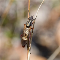 Unidentified Robber fly (Asilidae) at Throsby, ACT - 28 Sep 2024 by DPRees125