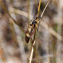 Ectinorhynchus sp. (genus) at Throsby, ACT - 28 Sep 2024