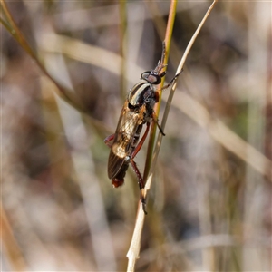 Ectinorhynchus sp. (genus) at Throsby, ACT - 28 Sep 2024