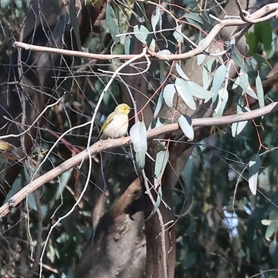 Ptilotula penicillata (White-plumed Honeyeater) at Splitters Creek, NSW - 27 Sep 2024 by KylieWaldon