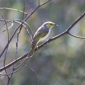 Ptilotula penicillata at Splitters Creek, NSW - 27 Sep 2024 10:29 AM
