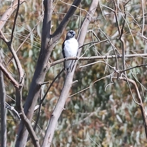 Artamus leucorynchus at Splitters Creek, NSW - 27 Sep 2024