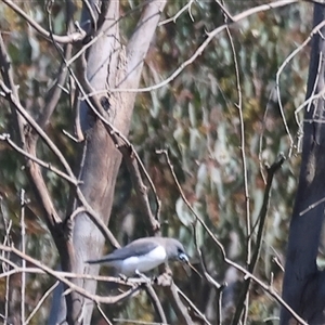 Artamus leucorynchus at Splitters Creek, NSW - 27 Sep 2024