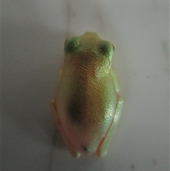 Unidentified Frog at Wujal Wujal, QLD - 3 Feb 2023 by Jase