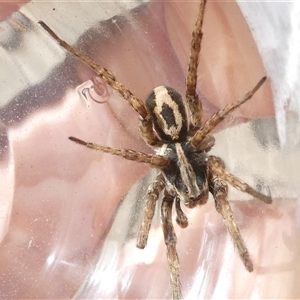 Venatrix sp. (genus) at Belconnen, ACT - 24 Sep 2024