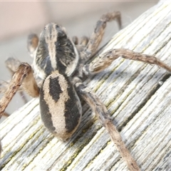 Venatrix sp. (genus) at Belconnen, ACT - 24 Sep 2024