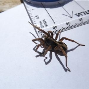 Venatrix sp. (genus) at Belconnen, ACT - 24 Sep 2024