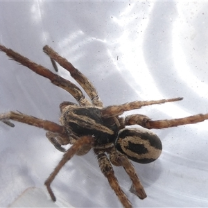 Venatrix sp. (genus) at Belconnen, ACT - 24 Sep 2024