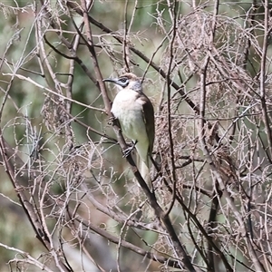 Philemon citreogularis at Splitters Creek, NSW - 27 Sep 2024 10:27 AM