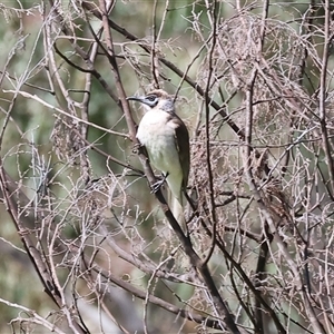 Philemon citreogularis at Splitters Creek, NSW - 27 Sep 2024