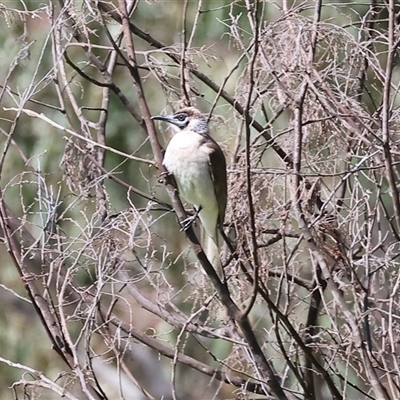 Philemon citreogularis (Little Friarbird) at Splitters Creek, NSW - 27 Sep 2024 by KylieWaldon