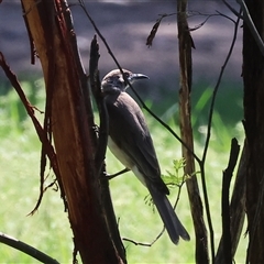 Philemon citreogularis at Splitters Creek, NSW - 27 Sep 2024 10:27 AM
