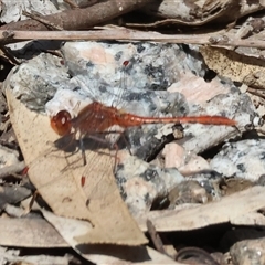 Diplacodes bipunctata (Wandering Percher) at Splitters Creek, NSW - 27 Sep 2024 by KylieWaldon