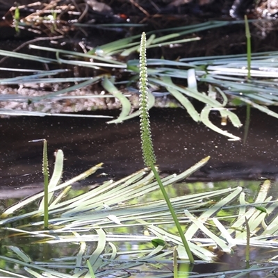 Cycnogeton procerum (Nareli, Swamp Arrowgrass) at Splitters Creek, NSW - 27 Sep 2024 by KylieWaldon