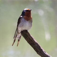 Hirundo neoxena (Welcome Swallow) at Splitters Creek, NSW - 27 Sep 2024 by KylieWaldon