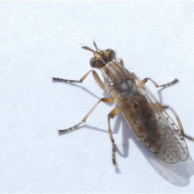 Dichetophora sp. (genus) (Marsh fly) at Belconnen, ACT - 25 Sep 2024 by JohnGiacon