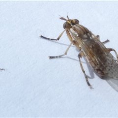 Dichetophora sp. (genus) at Belconnen, ACT - 25 Sep 2024 10:22 AM