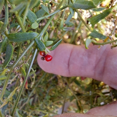 Einadia nutans (Climbing Saltbush) at Hackett, ACT - 28 Sep 2024 by abread111