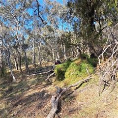 Einadia nutans at Hackett, ACT - 28 Sep 2024 03:22 PM