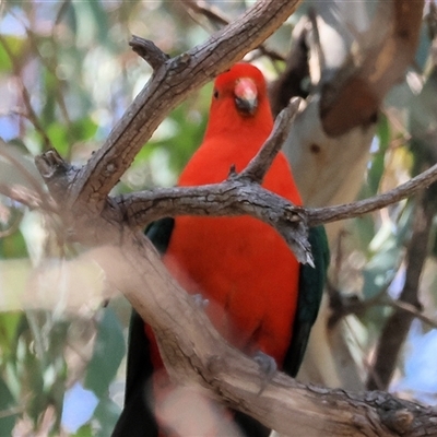 Alisterus scapularis (Australian King-Parrot) at Splitters Creek, NSW - 27 Sep 2024 by KylieWaldon