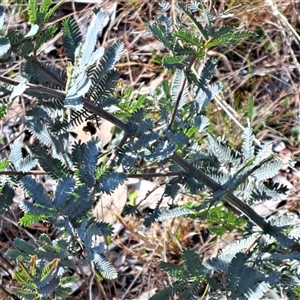 Acacia baileyana at Hackett, ACT - 28 Sep 2024 03:27 PM