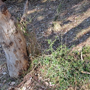 Olea europaea subsp. cuspidata at Hackett, ACT - 28 Sep 2024