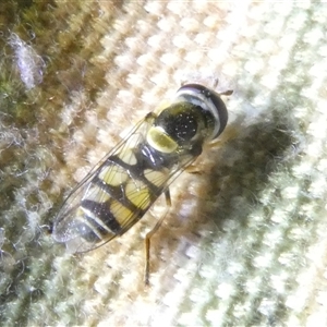 Simosyrphus grandicornis at Belconnen, ACT - 28 Sep 2024