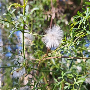 Clematis leptophylla at Hackett, ACT - 28 Sep 2024 03:41 PM