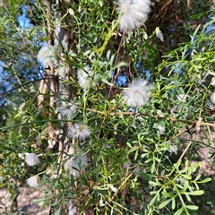 Clematis leptophylla at Hackett, ACT - 28 Sep 2024 03:41 PM