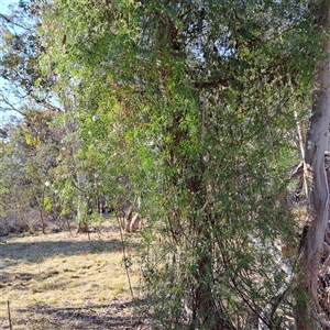 Clematis leptophylla at Hackett, ACT - 28 Sep 2024 03:41 PM