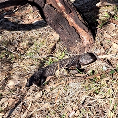 Tiliqua rugosa (Shingleback Lizard) at Hackett, ACT - 28 Sep 2024 by abread111