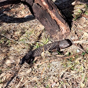 Tiliqua rugosa at Hackett, ACT - 28 Sep 2024