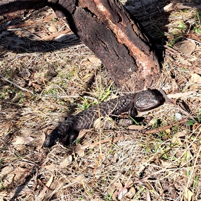 Tiliqua rugosa (Shingleback Lizard) at Hackett, ACT - 28 Sep 2024 by abread111