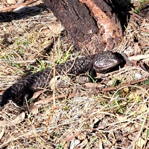 Tiliqua rugosa at Hackett, ACT - 28 Sep 2024