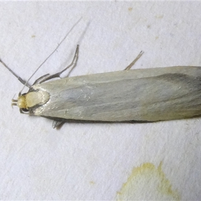 Philobota mathematica group undescribed species. (A concealer moth) at Belconnen, ACT - 28 Sep 2024 by JohnGiacon