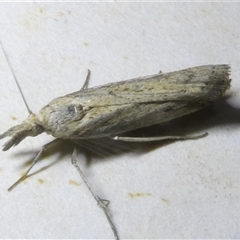 Faveria tritalis (Couchgrass Webworm) at Belconnen, ACT - 28 Sep 2024 by JohnGiacon