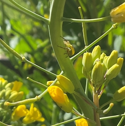 Thomisidae (family) (Unidentified Crab spider or Flower spider) at Higgins, ACT - 27 Sep 2024 by Jennybach