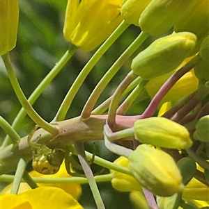 Thomisidae (family) at Higgins, ACT - 27 Sep 2024