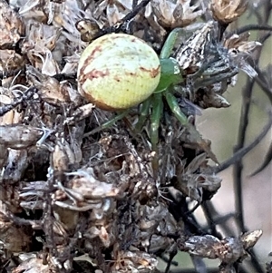 Lehtinelagia evanida at Yarralumla, ACT - 28 Sep 2024 03:06 PM